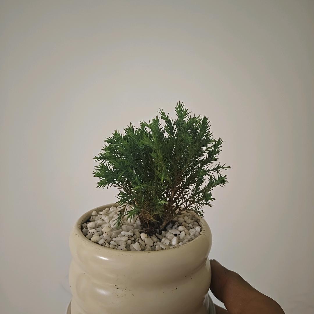 无名指上的等待