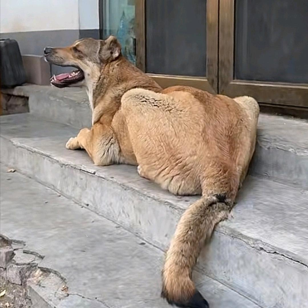 黄黄大松鼠