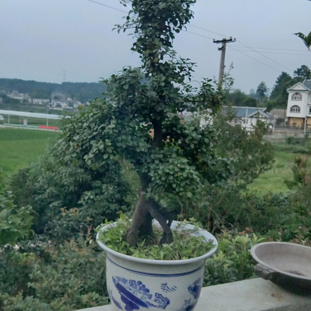 真诚
