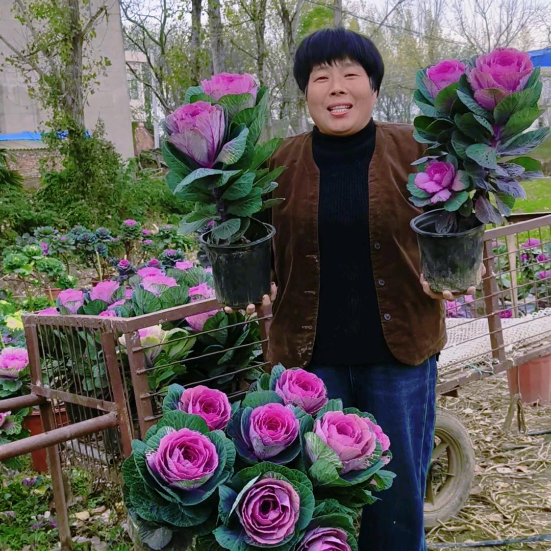 鸡场里的花园