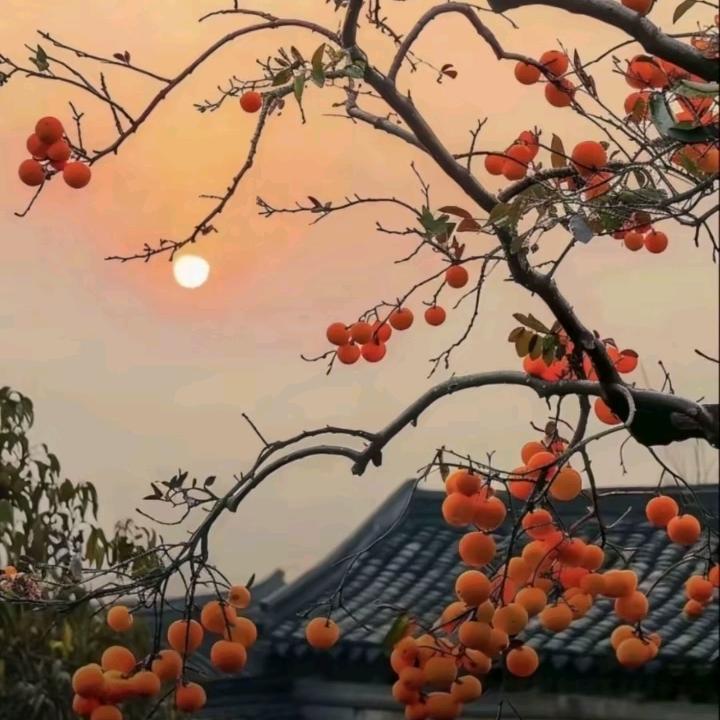 ✨花生酱家的狸花猫✨