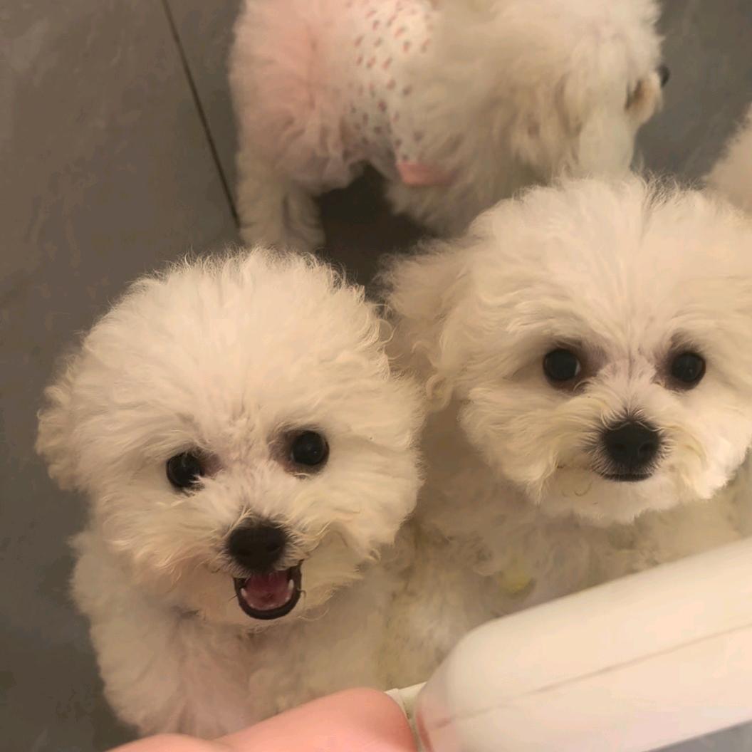 甜宠比熊犬舍💫