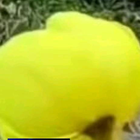 牛郎。🌻🕊🦋🎸🎧🌺🌸🌺