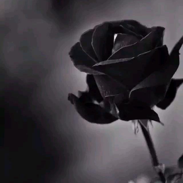 心凡呦ღ