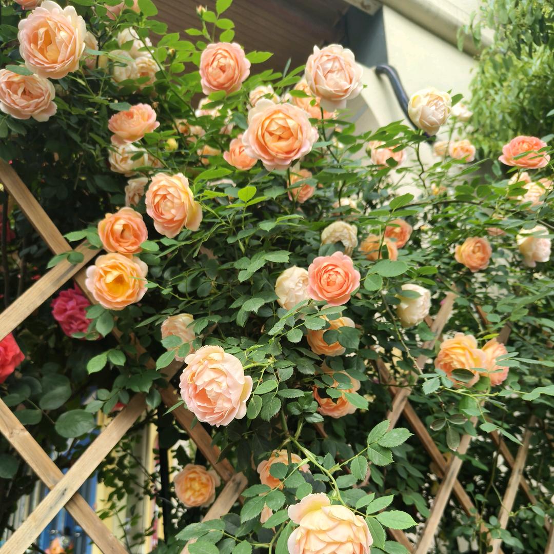 总有刁民想害朕