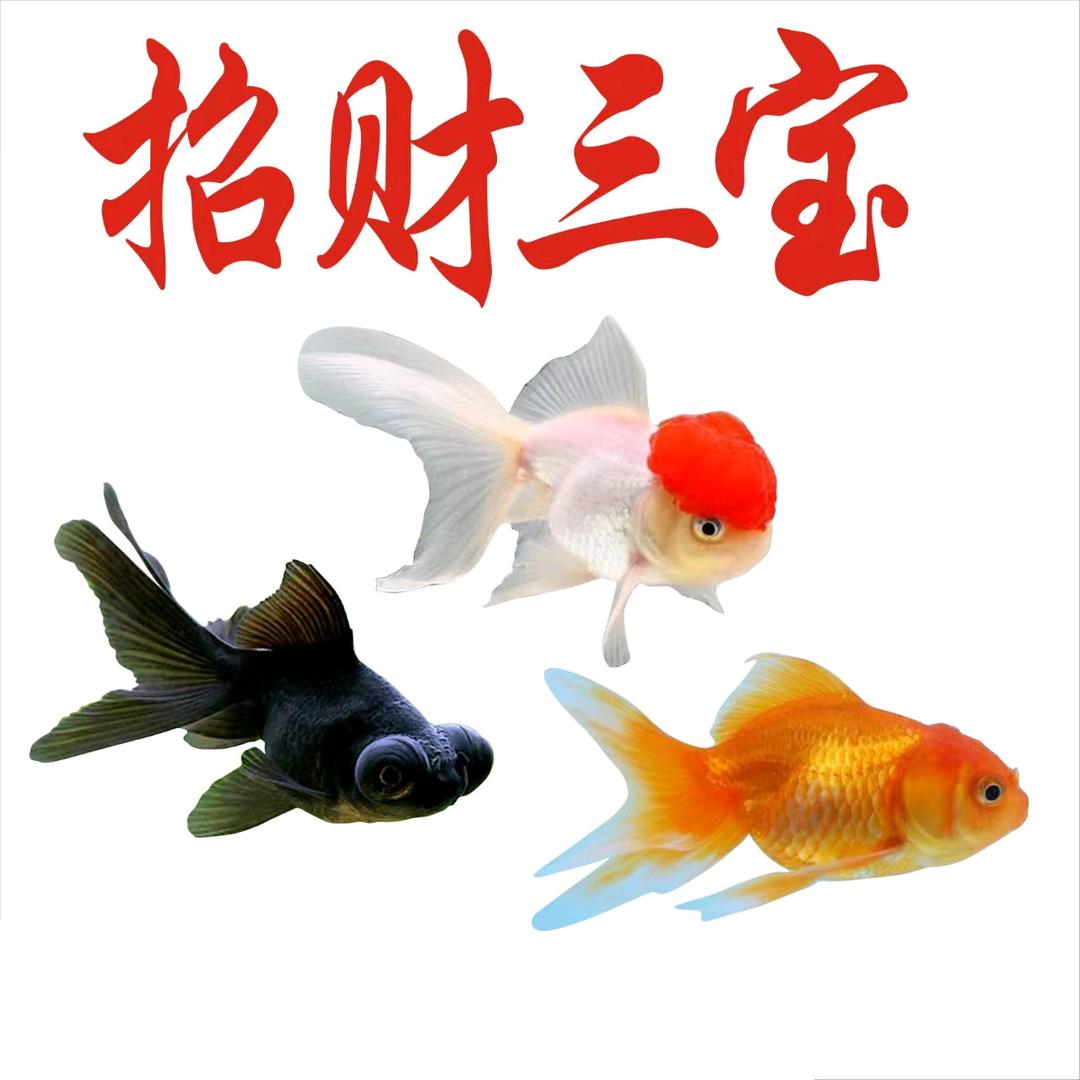 鸿运锦鲤1