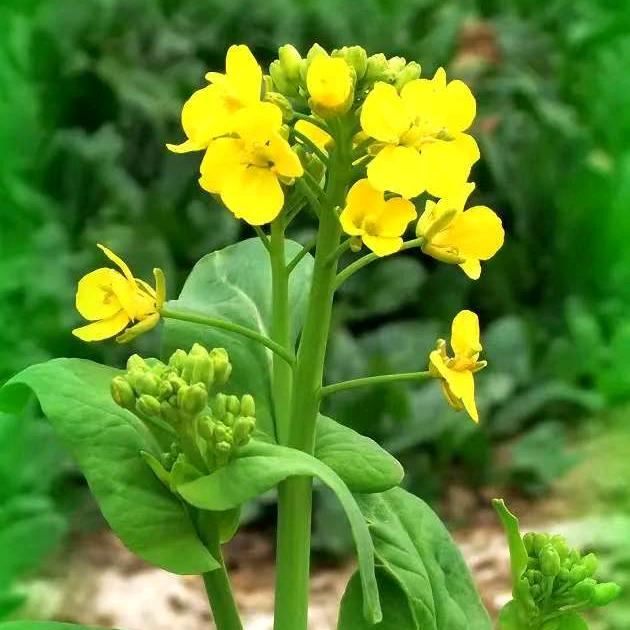 种植小农民