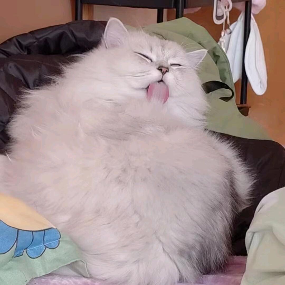 ✨燕子你在哪✨