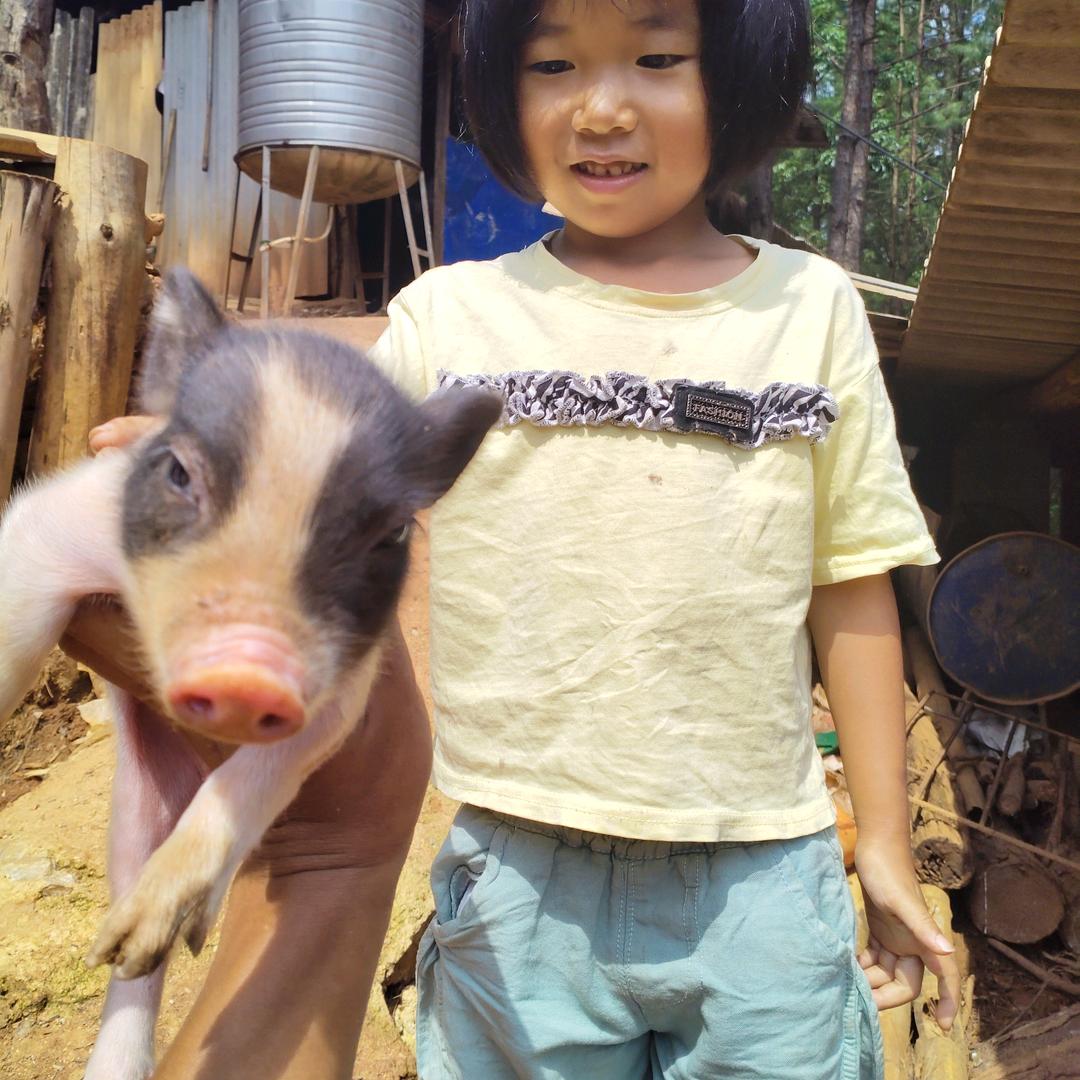 双江啊江生态小香猪