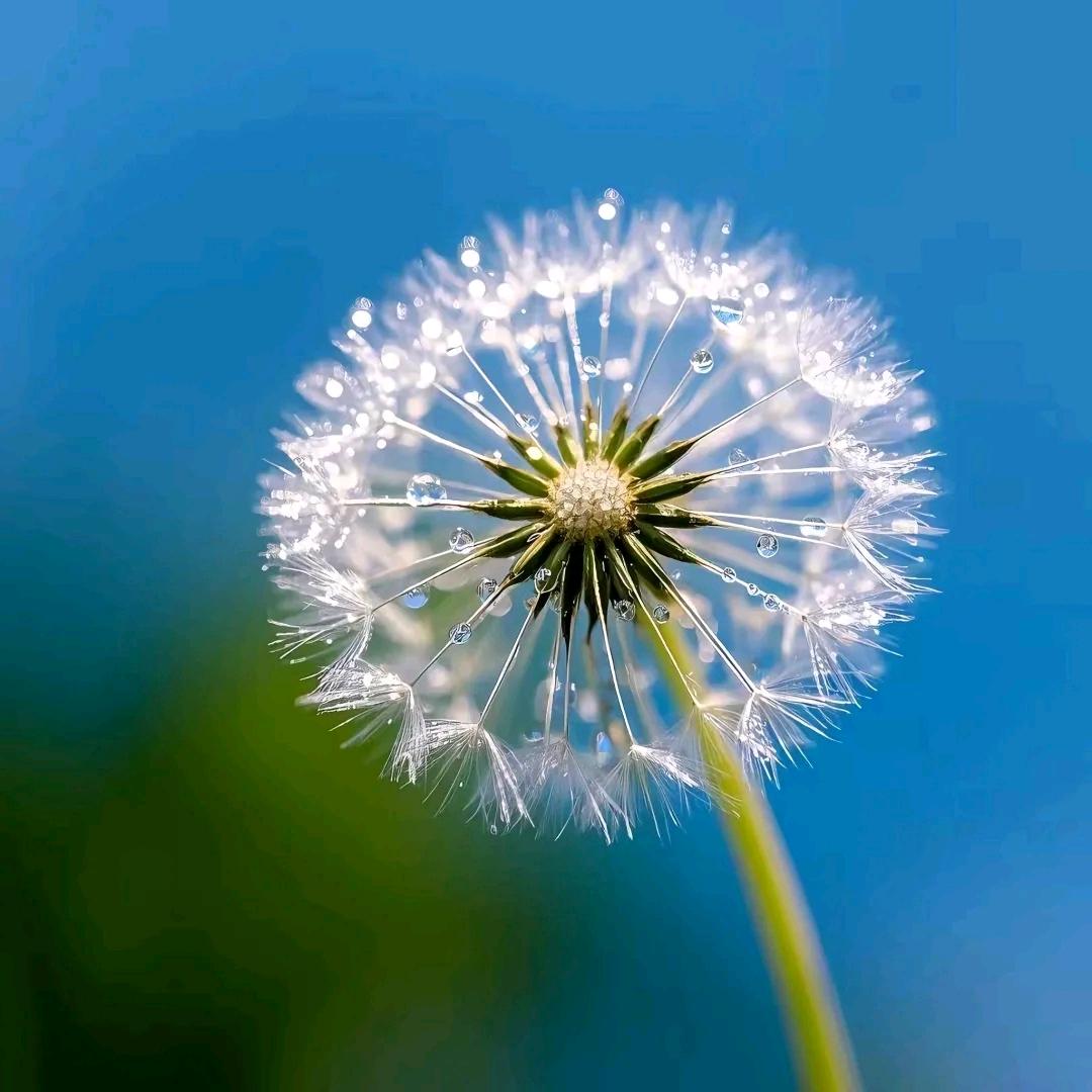 柚🌺子