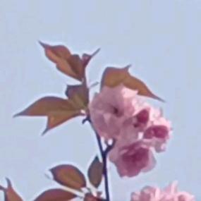 依然🦋🎤