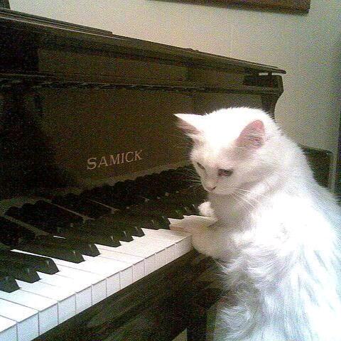 猫