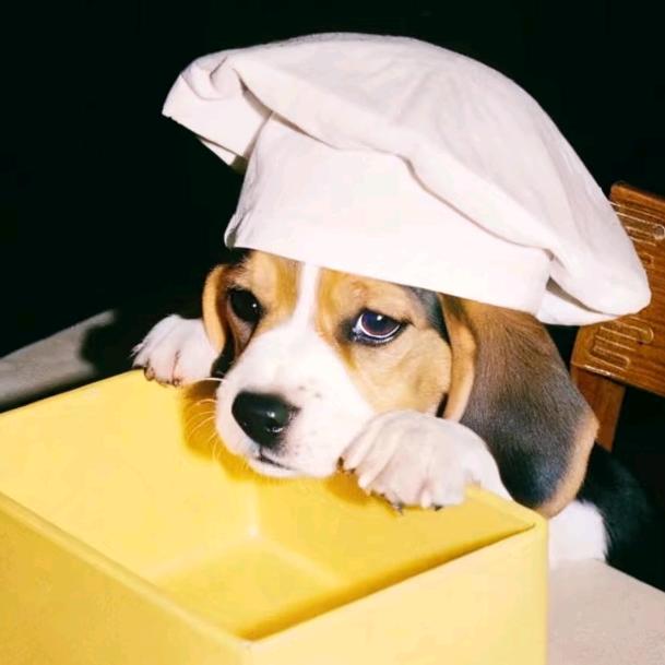 Mega比格犬