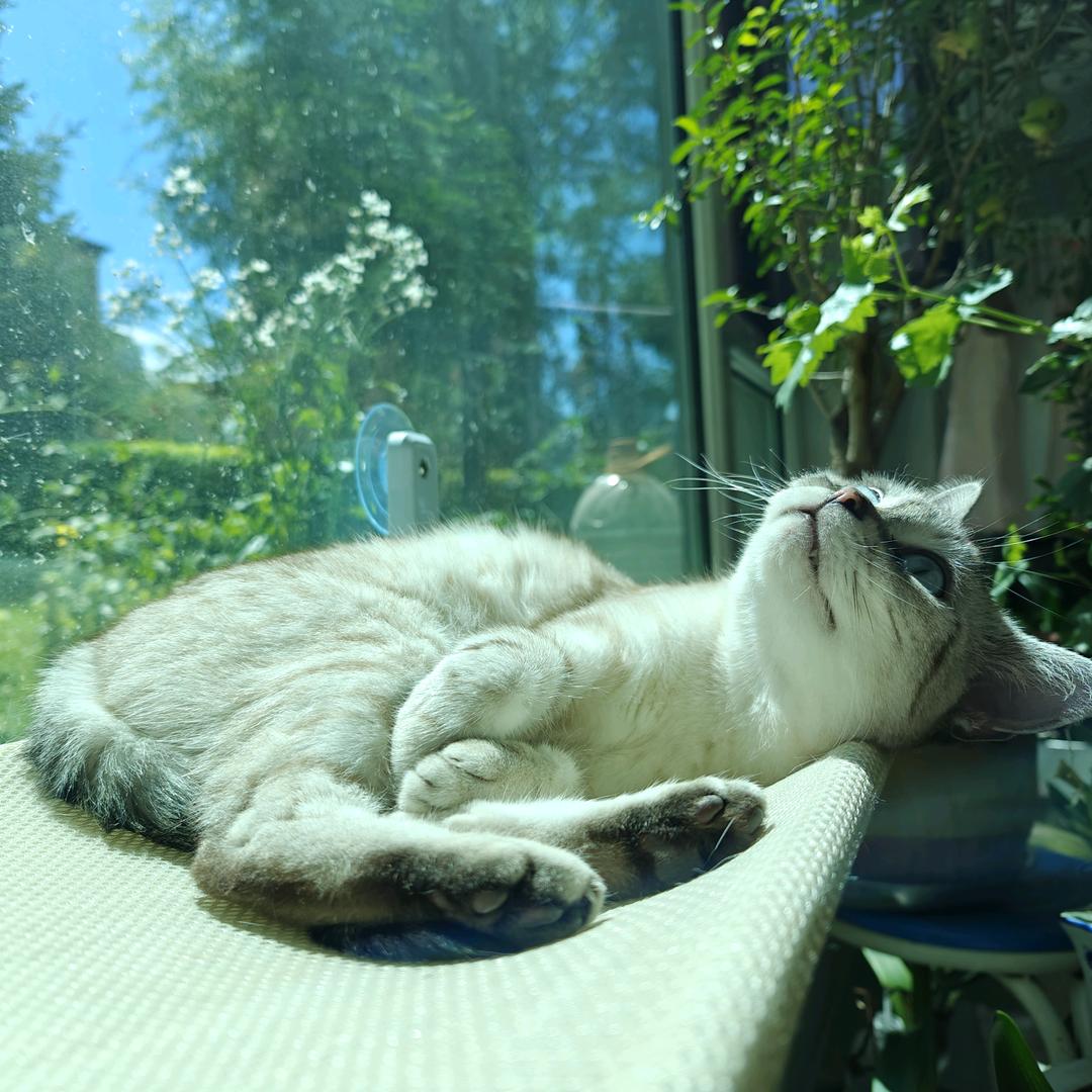 朱光曙雀🌸