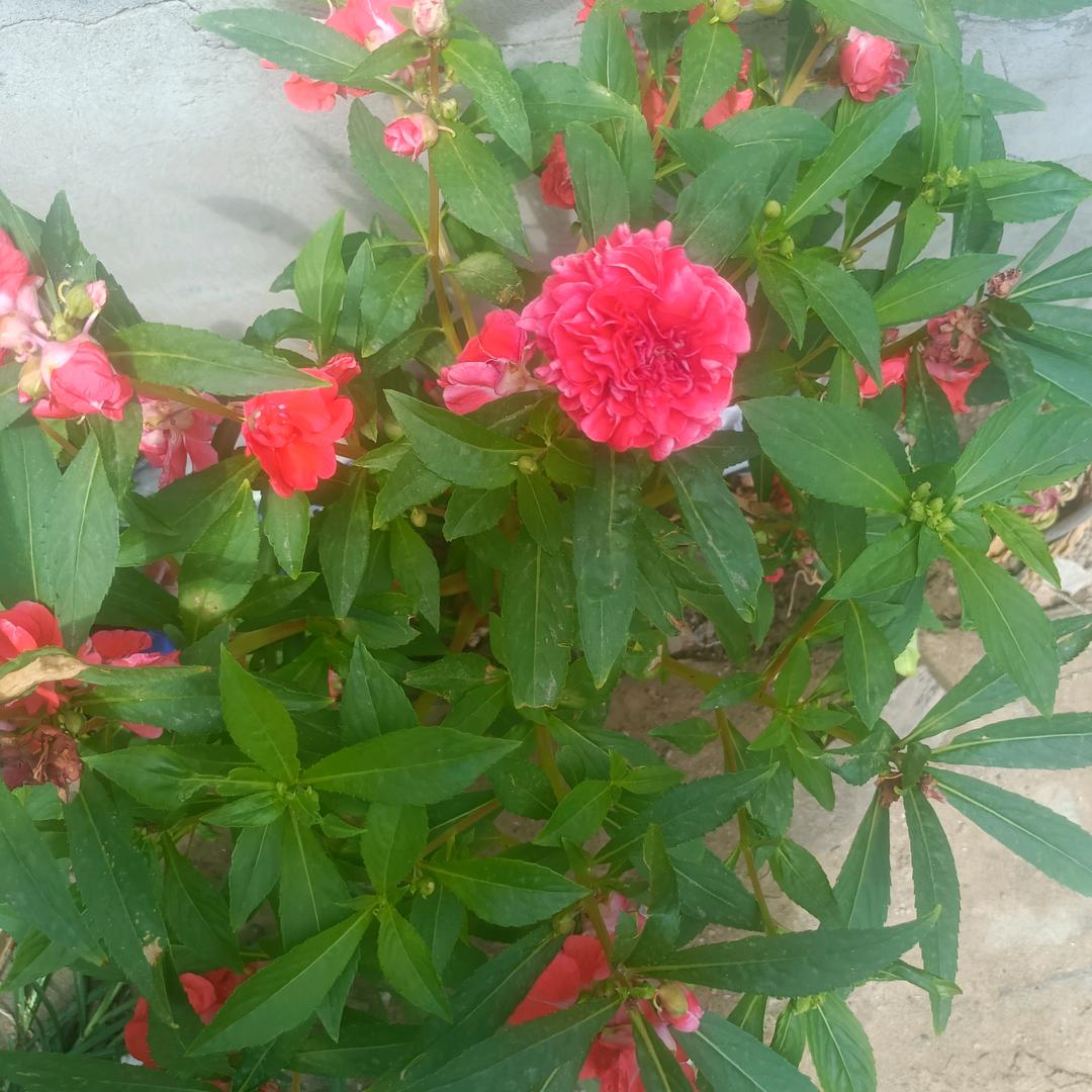 (❁´◡`❁)*✲ﾟ*