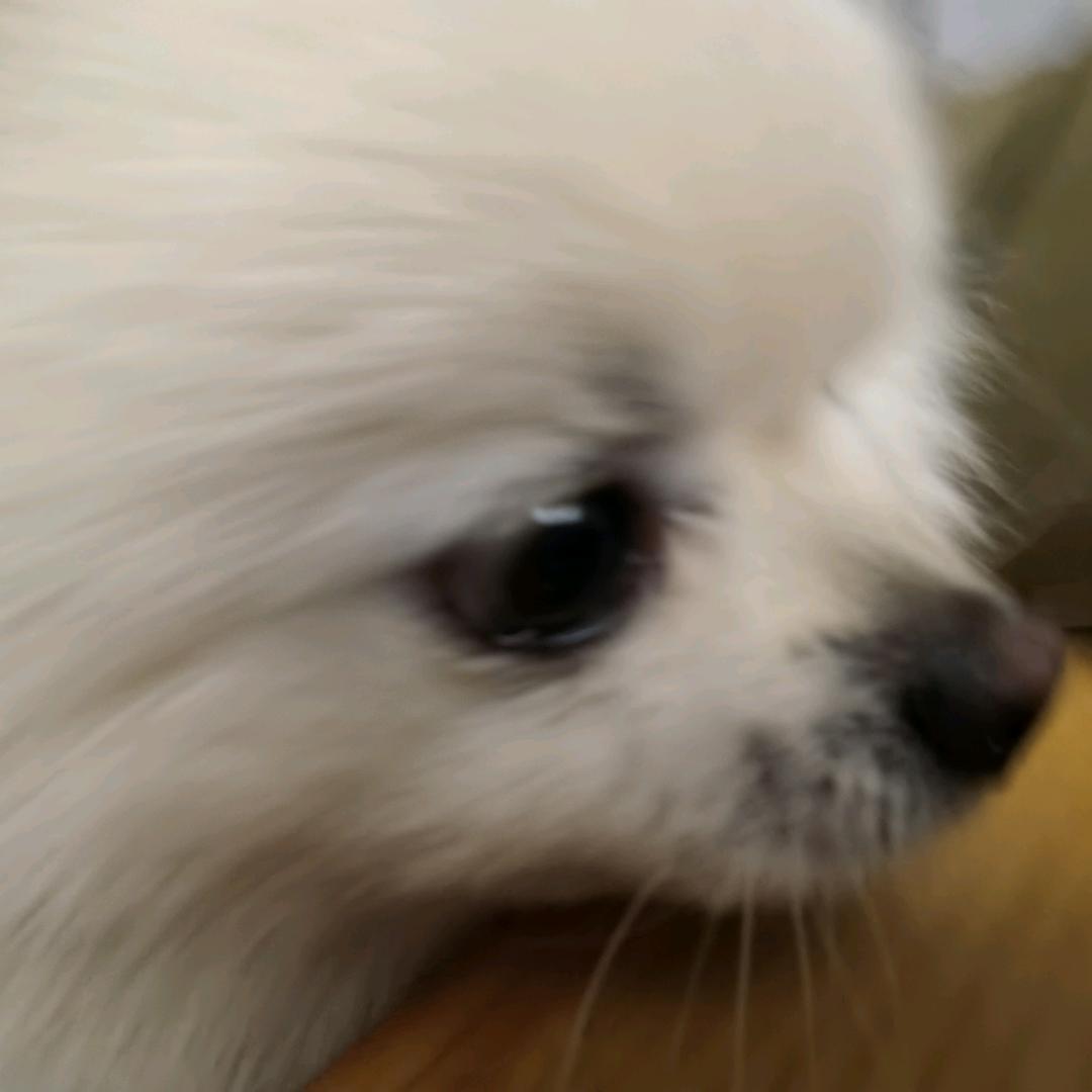xixi