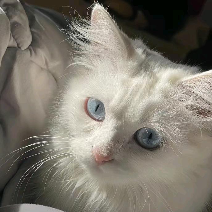 穗穗  | 🍰 (^･ｪ･^)