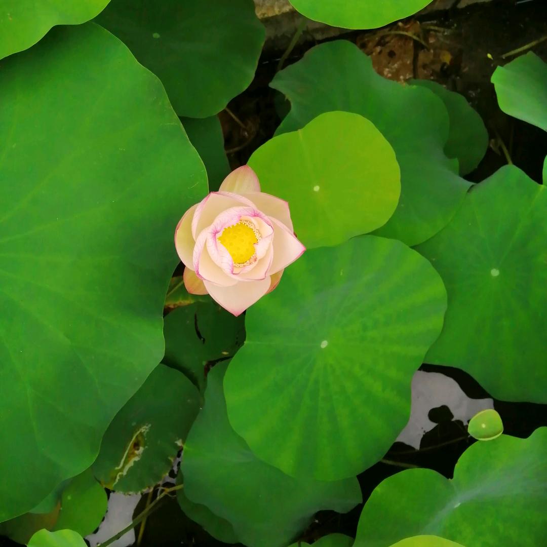 多U比头像
