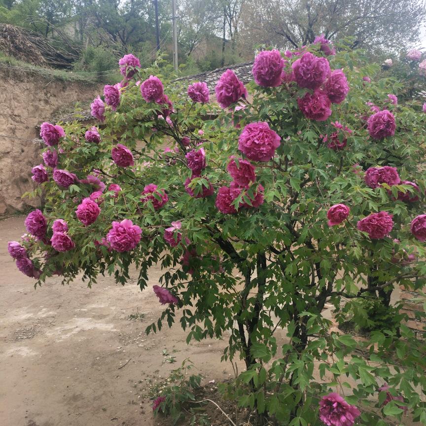 土养中蜂🐝苦🐝累🐝小蜜蜂