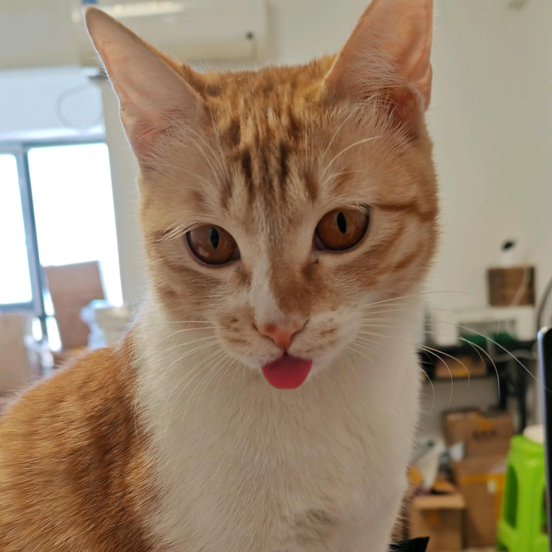 3只猫