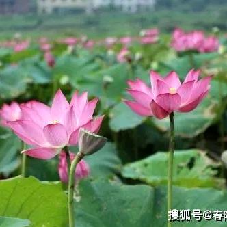 你说为谁卖命