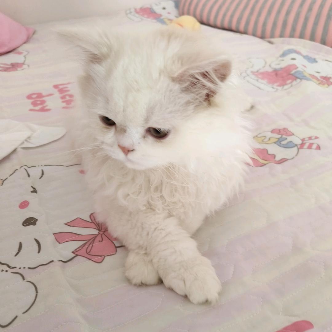 凯旋
