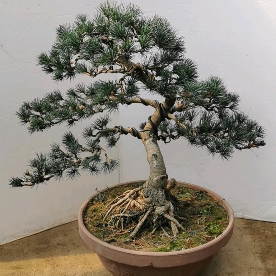砀山县通然苗木场