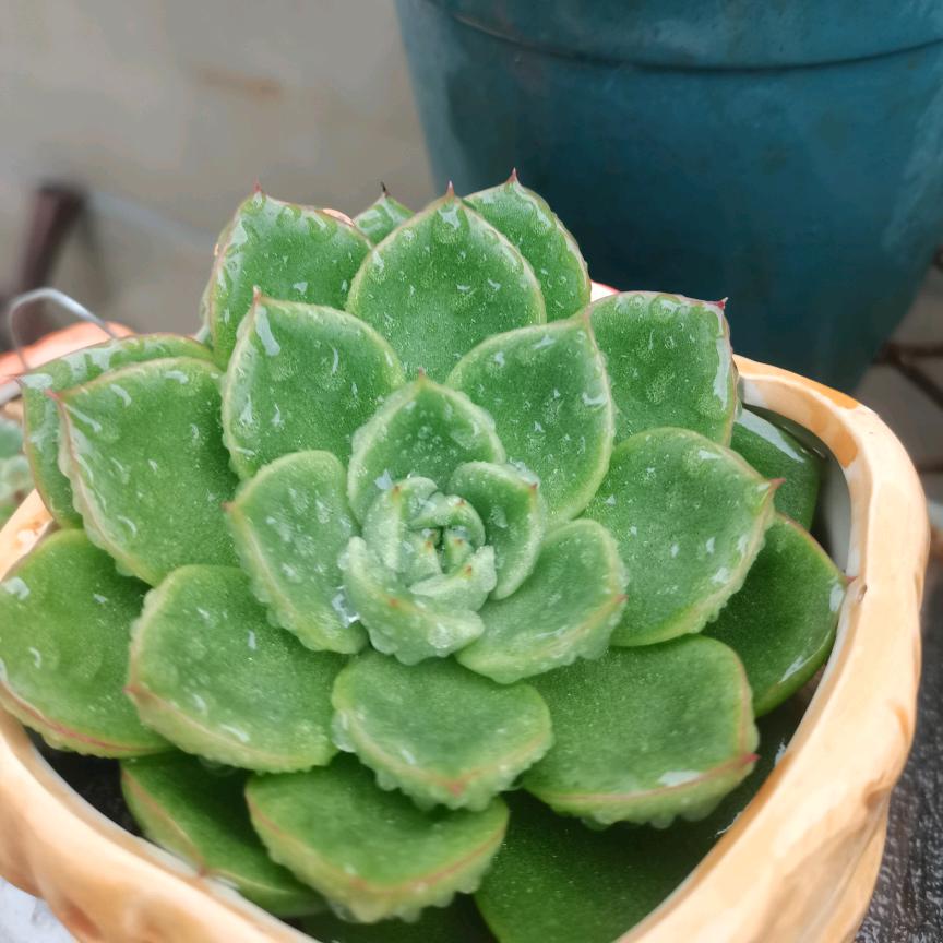 🍎🍎燕子🍎🍎（拒连赞）