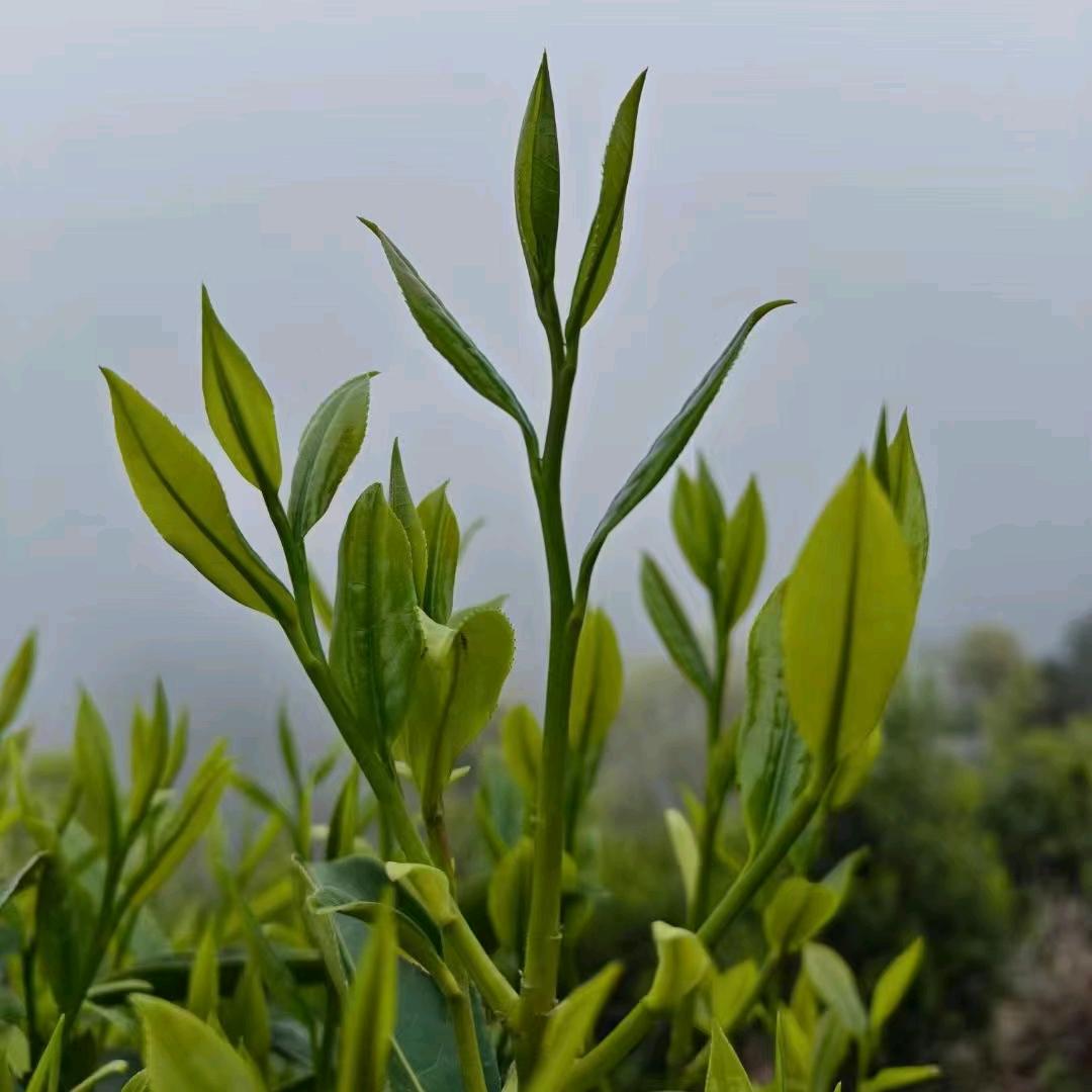 🌈福建👑安溪妹子💪