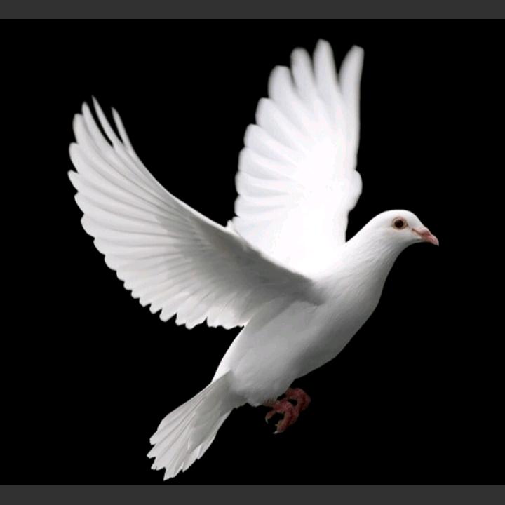 🕊