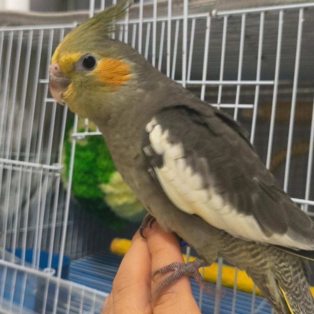 养🦜那老登