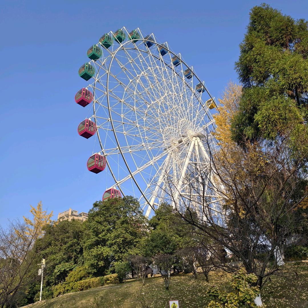 苦命蛋