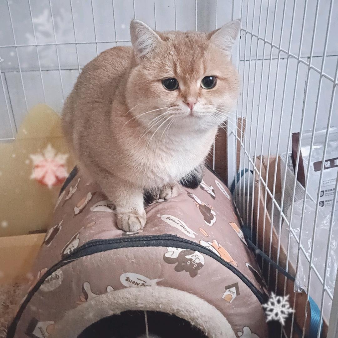 🐯无聊🐳来看看🐯