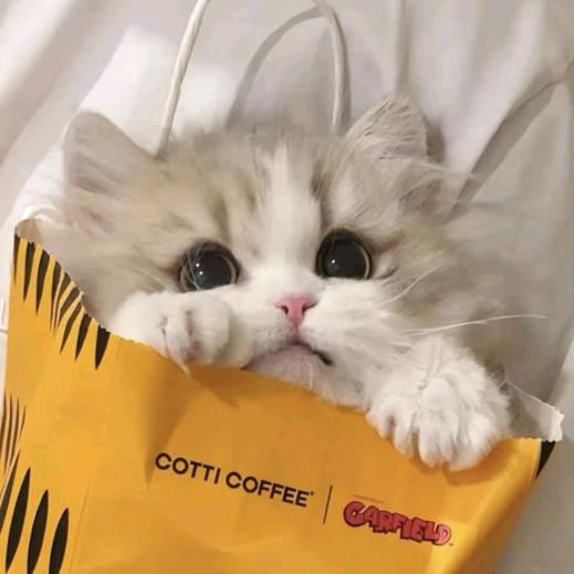 猫猫雨