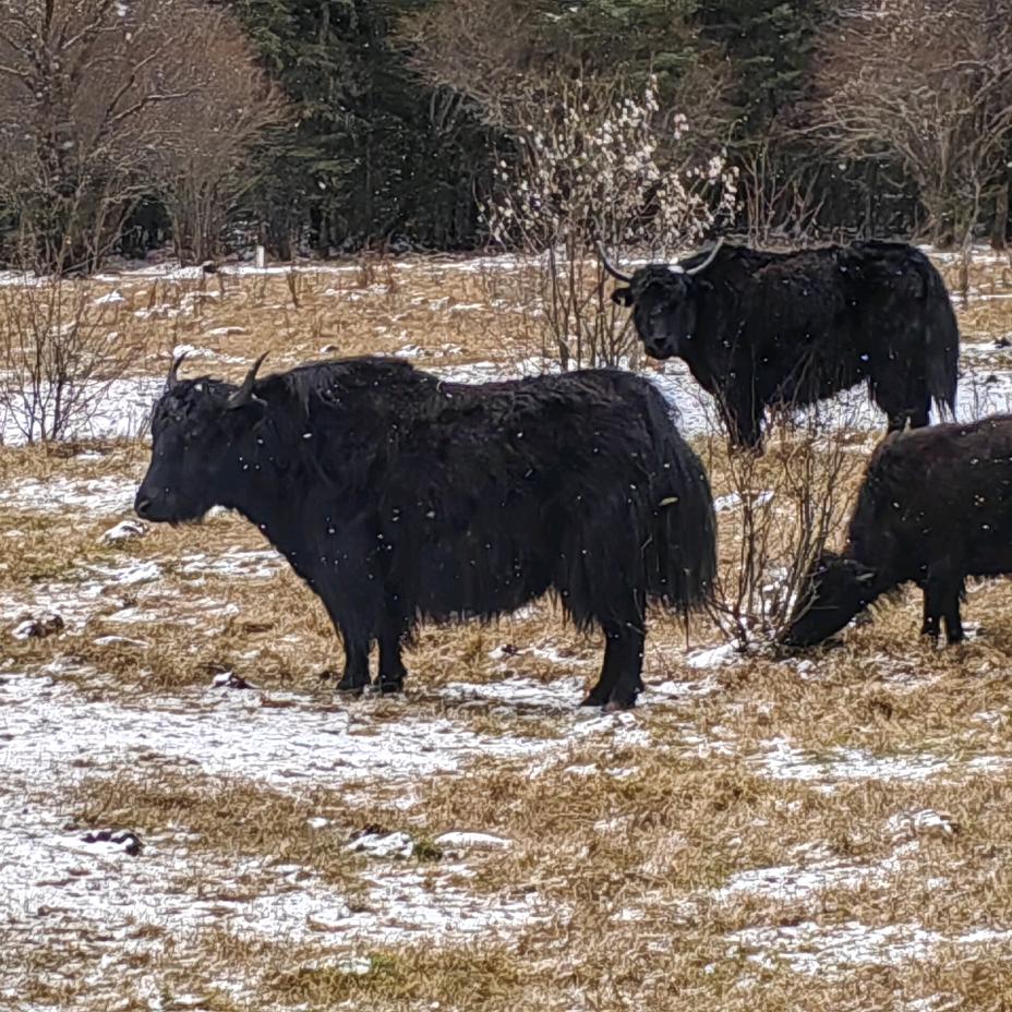 川西高原生鲜极味鲜