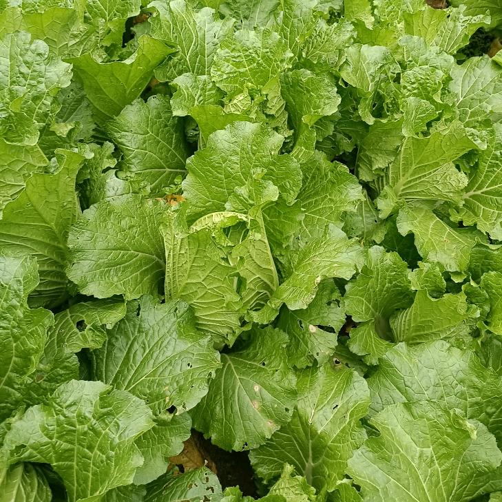 🌹壹零零陆🐇🐇🌹《破产版》