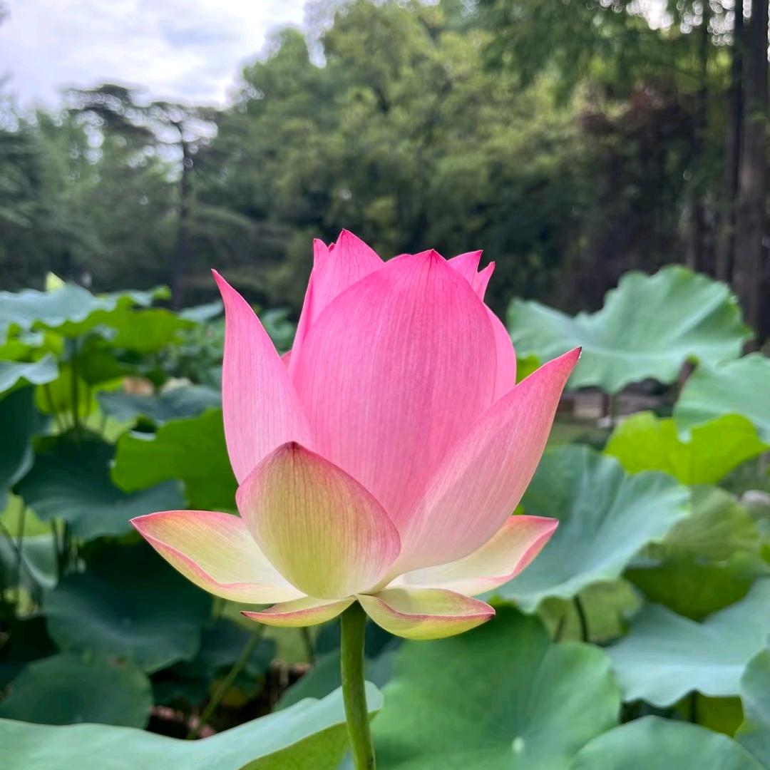 分享日常生活