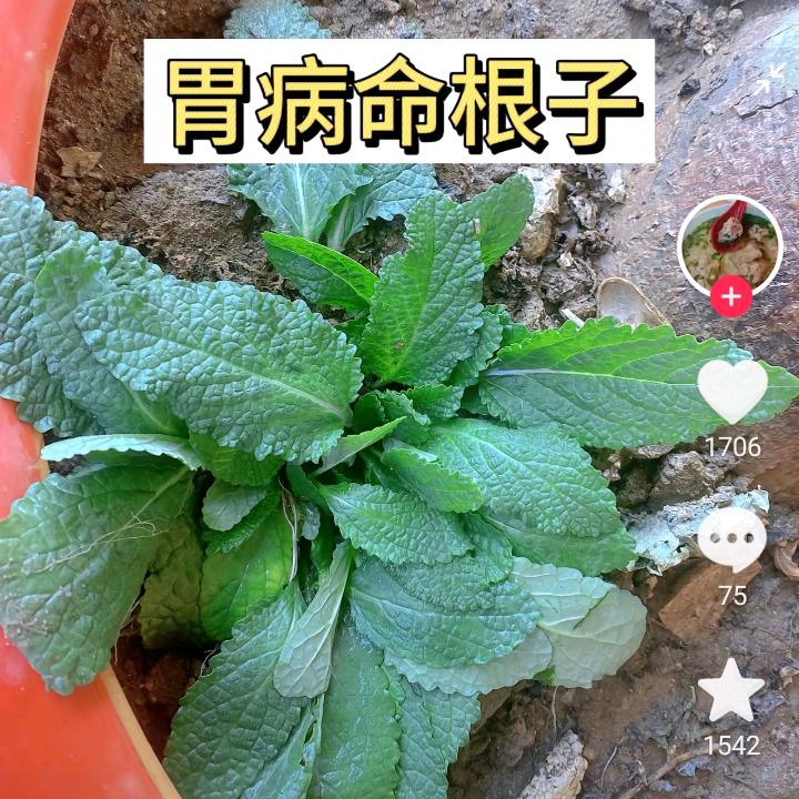 努力的自己