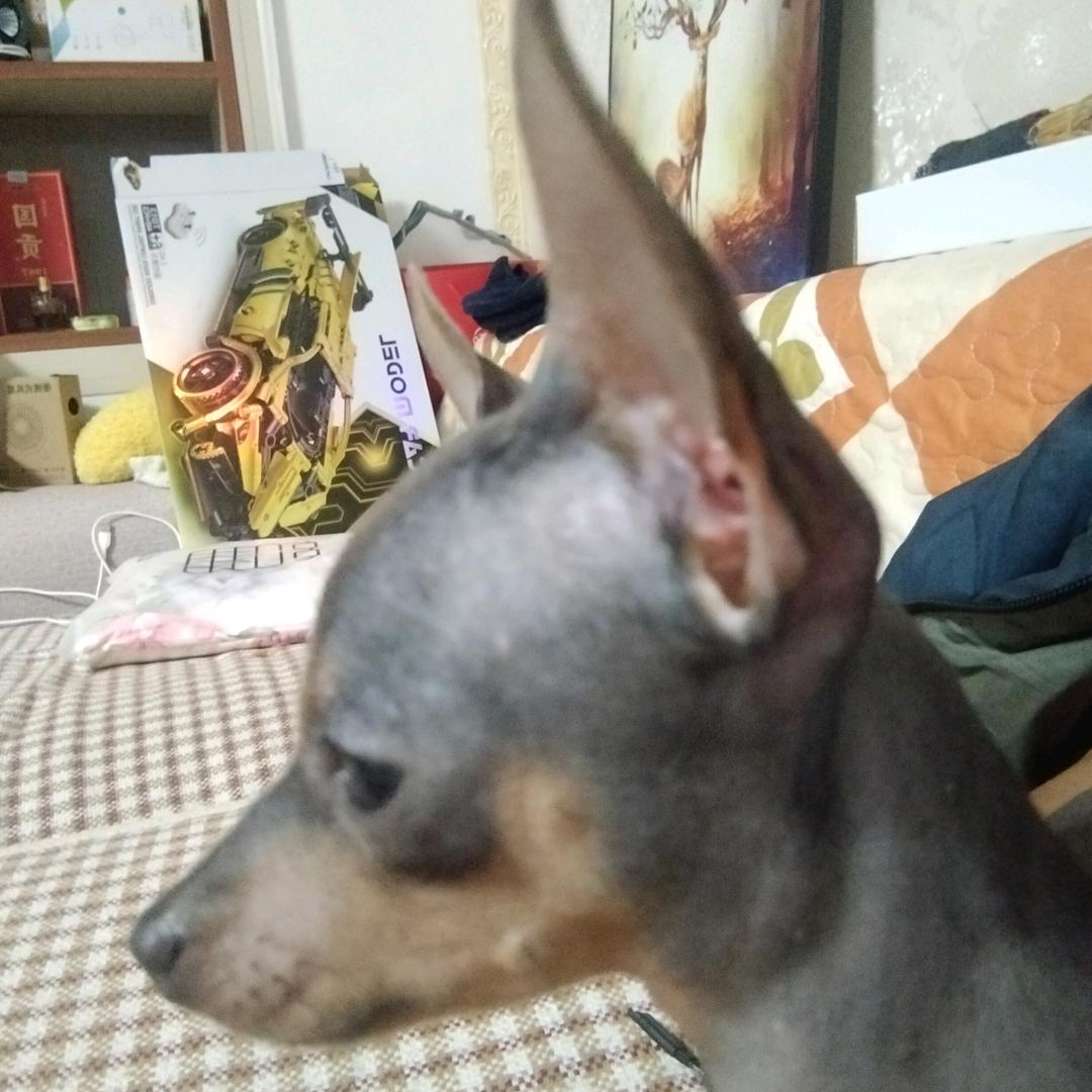 王意维俺家小鹿