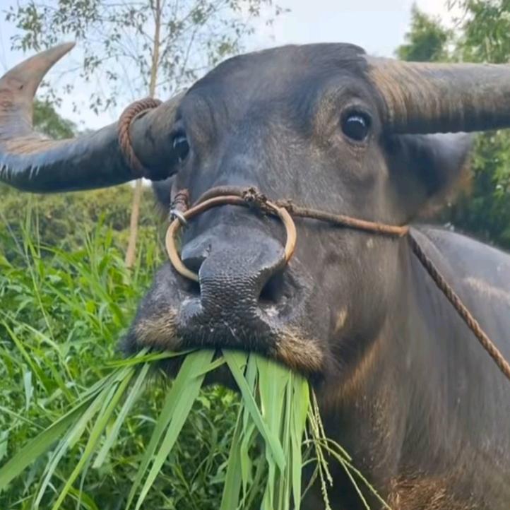 王者荣耀怎么送人头