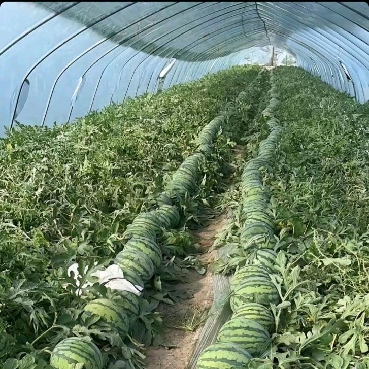 陈杨西瓜种植