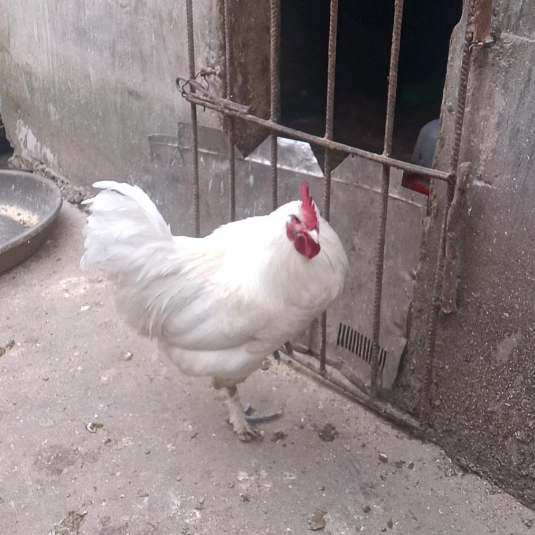 农村养鸡