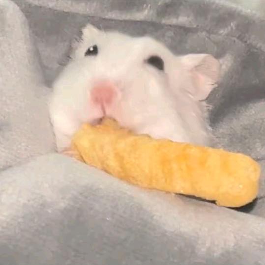 普通🐹