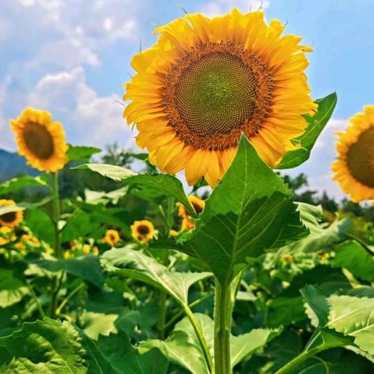 姐不拽沉默不语🌻🌻🌻🌻♥