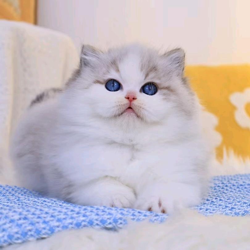 妲己布偶猫舍