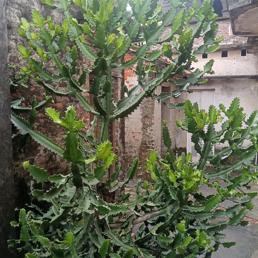 大强哥