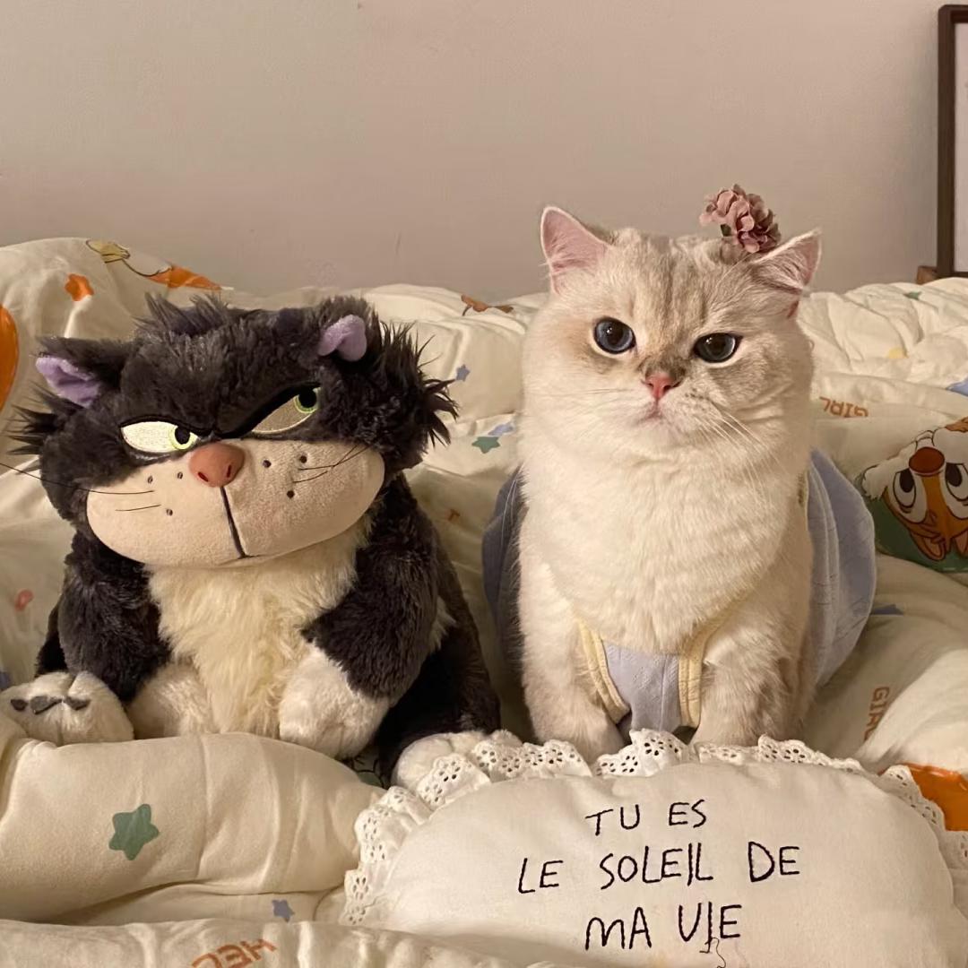 葡萄柚绿江南岸🌾