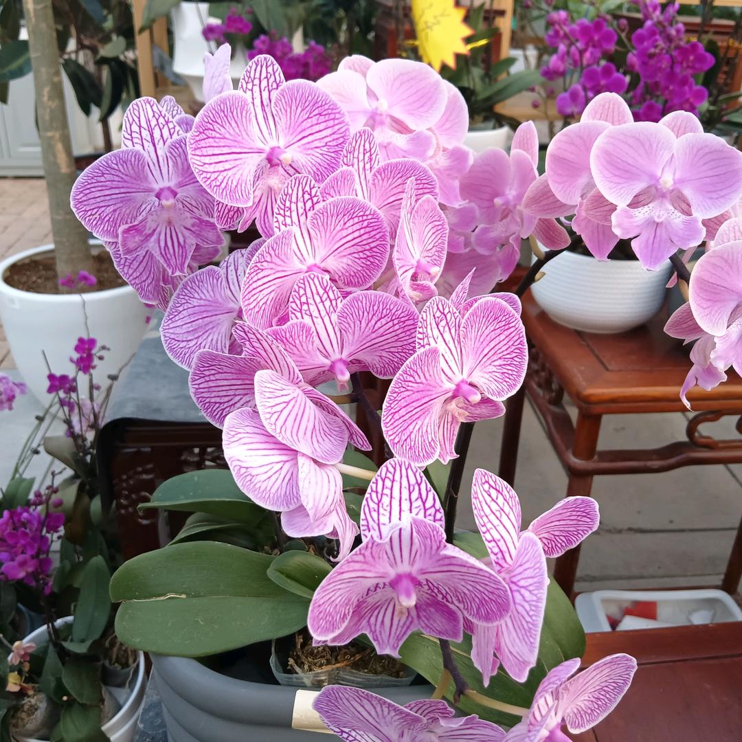 💐希望美好成真💐