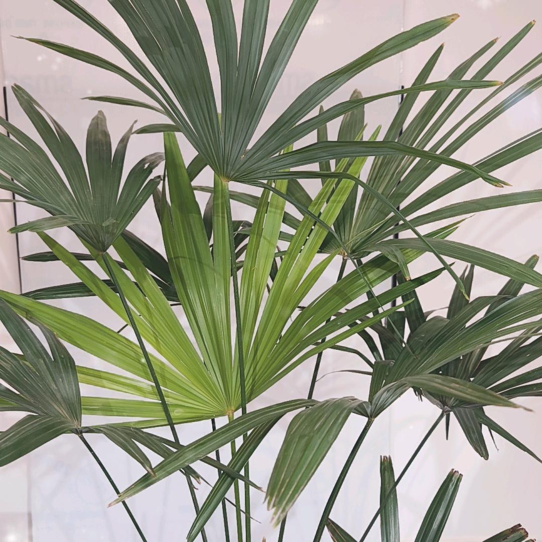 两凤纯手工穿戴甲