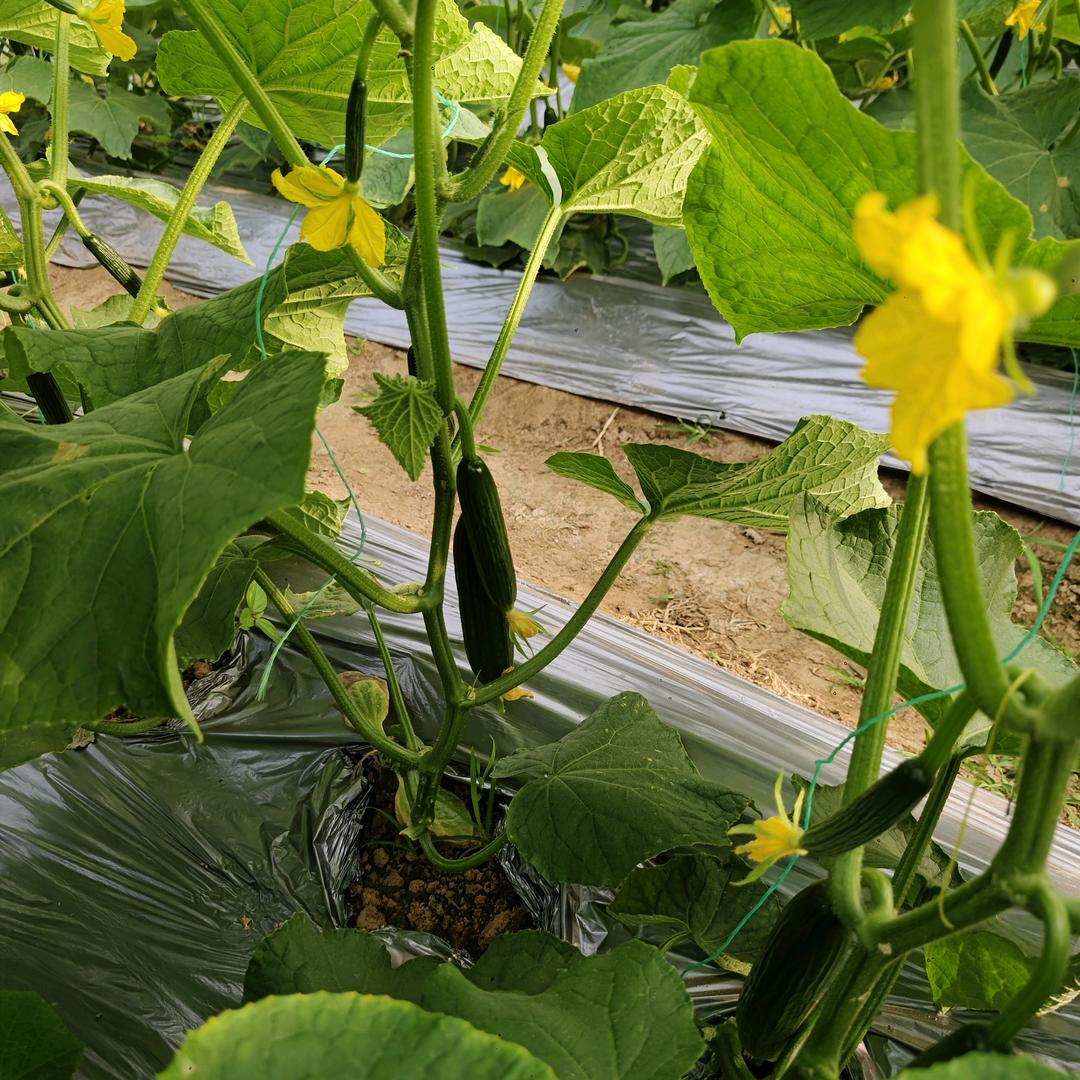 商丘市梁园区观堂镇陈田家庭农场